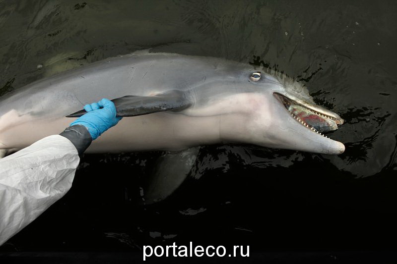 труп дельфина